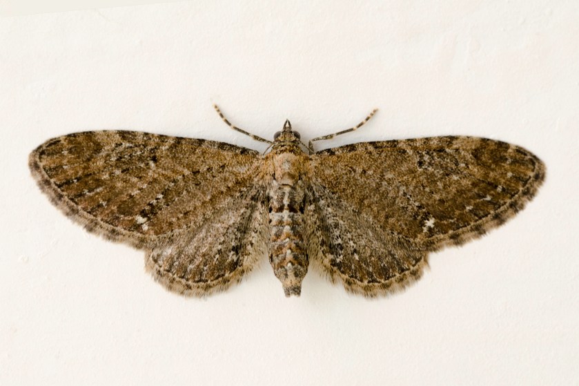 common pug