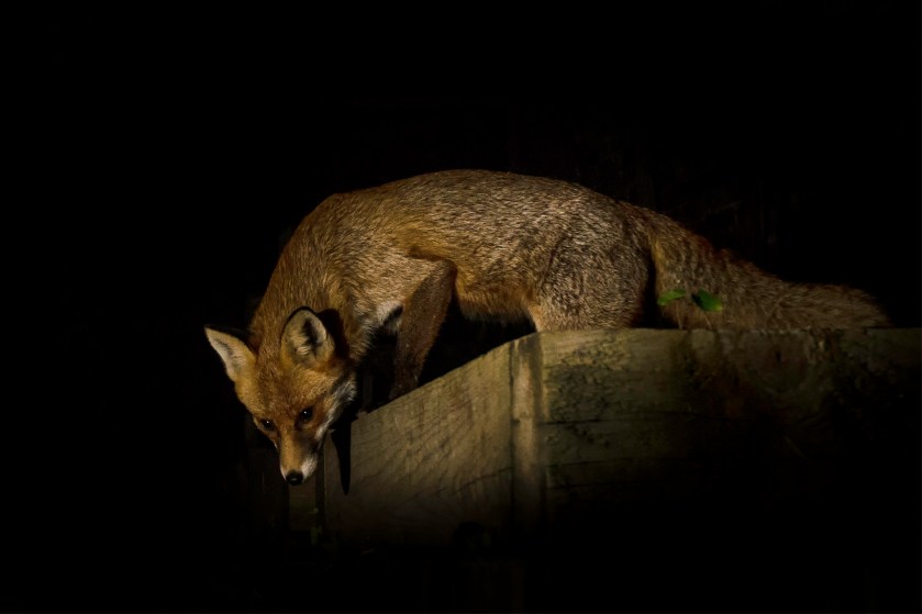 DSC_1316-Edit-Edit copy