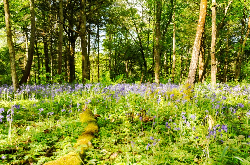 DSC_7914-Edit-Edit copy