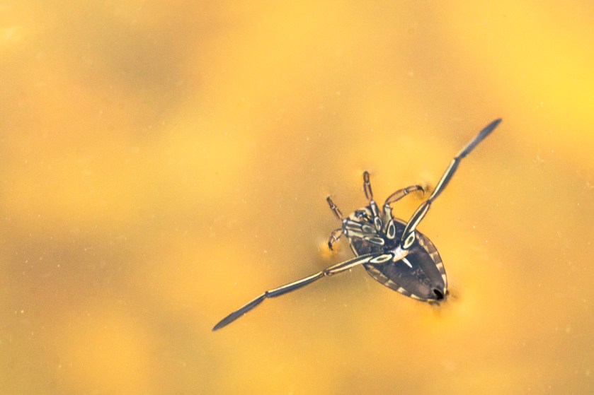 DSC_8465-Edit-Edit copy