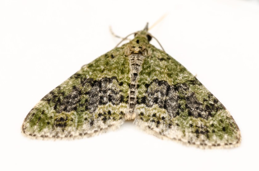 yellow-barred brindle