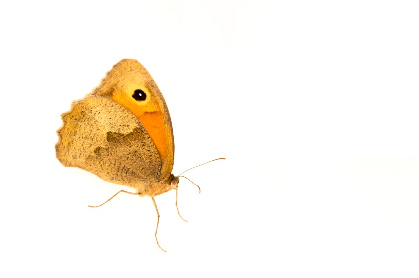 meadow brown