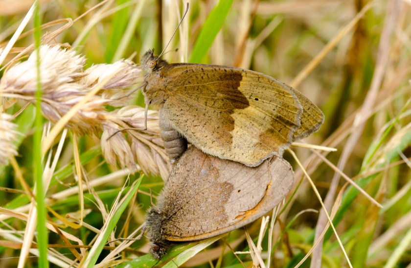 meadow browns