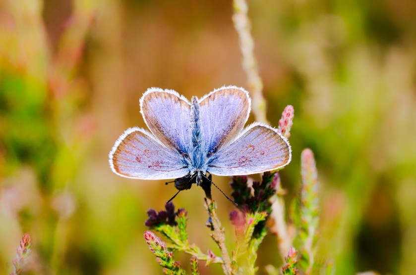 silverstudded blue2