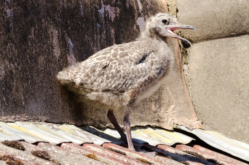 HGull chick