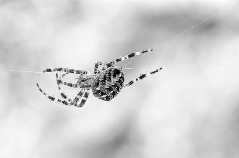 spider